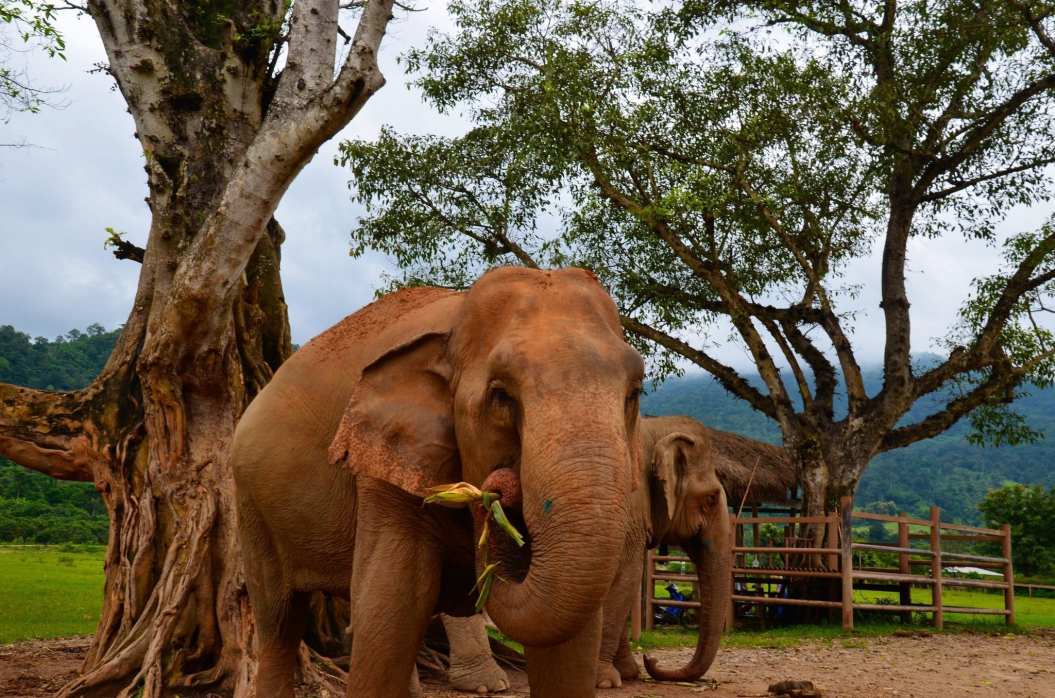 Elephant Chiang Mai Thailand